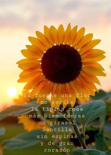 citas de girasol amor.